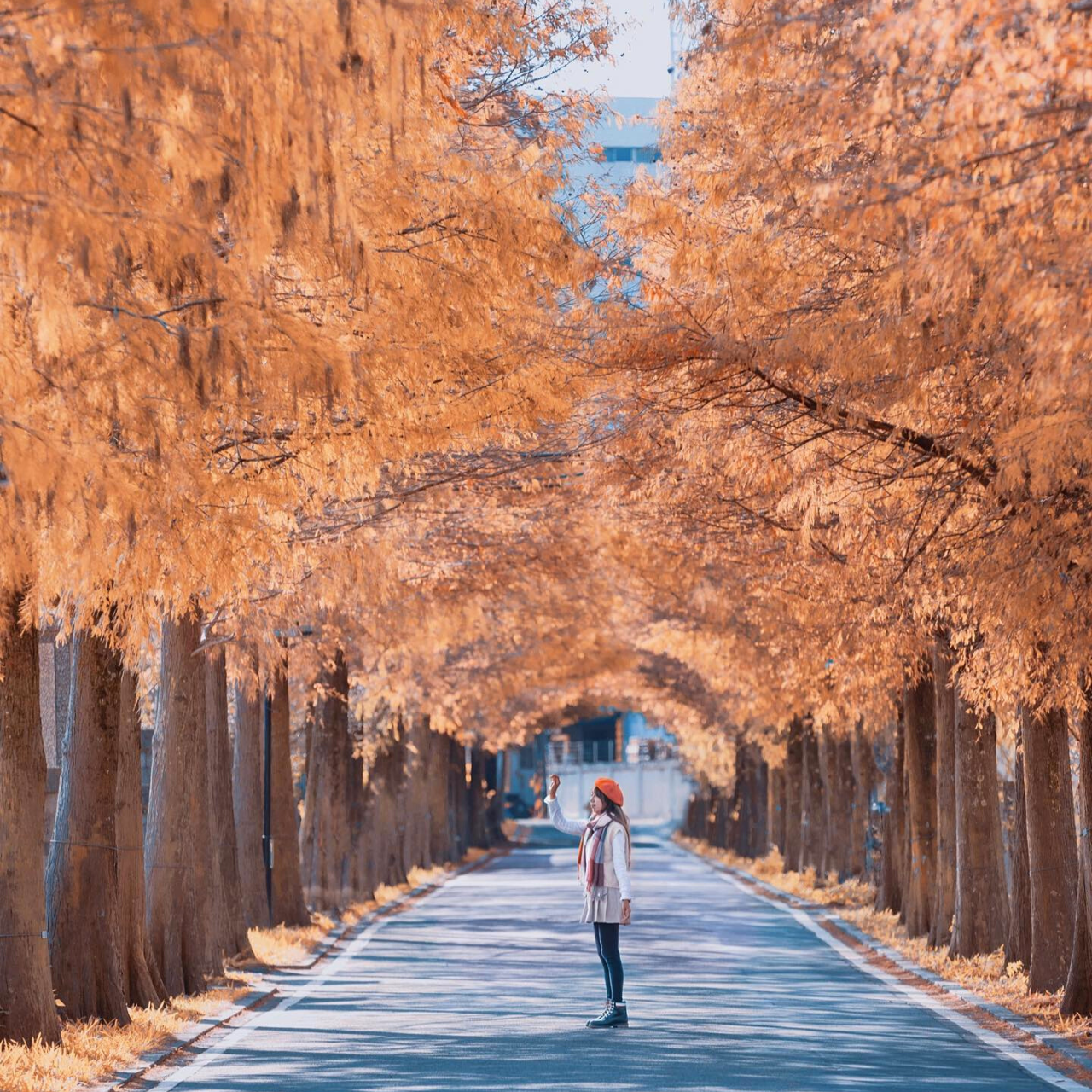 秋冬夢幻秘境：全台7大落羽松打卡景點，絕對不能錯過的絕美秘境，這地方會有小鹿斑比出沒！