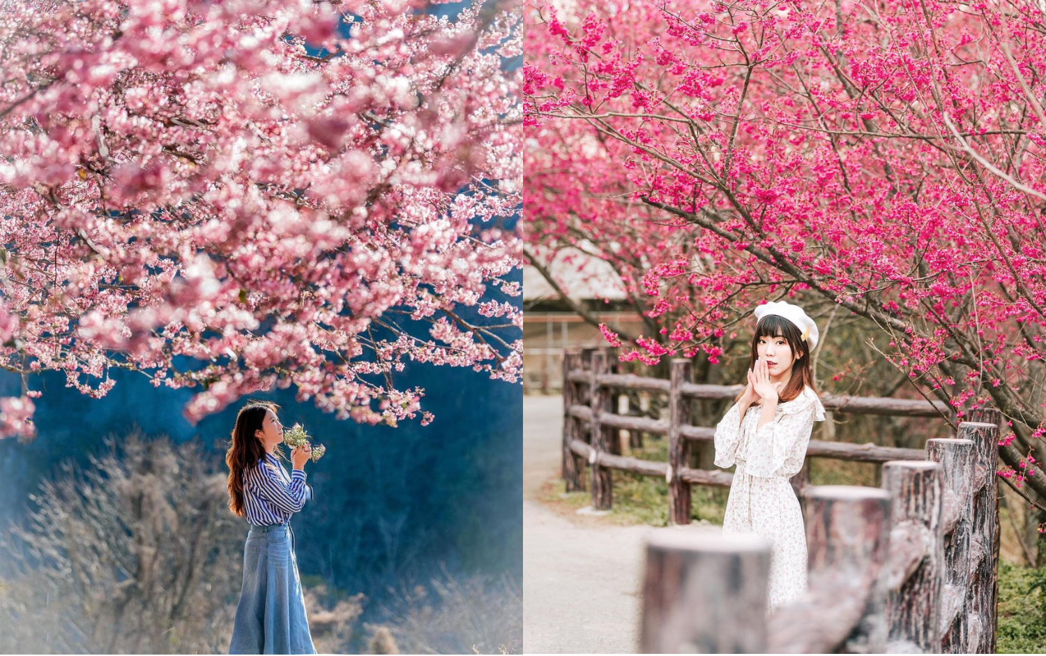 2026櫻花季：全台灣超好拍櫻花打卡景點、花期、交通資訊一次看，置身在浪漫的櫻花海，不用遠赴日本也可以看到超美櫻花！