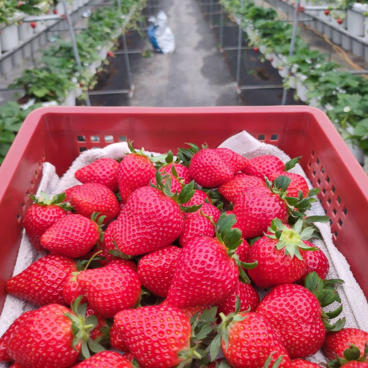 草莓控快筆記！春節走春就來去採草莓「全台採草莓地圖」一次看：地點、採收時間總整理一次看&hellip;