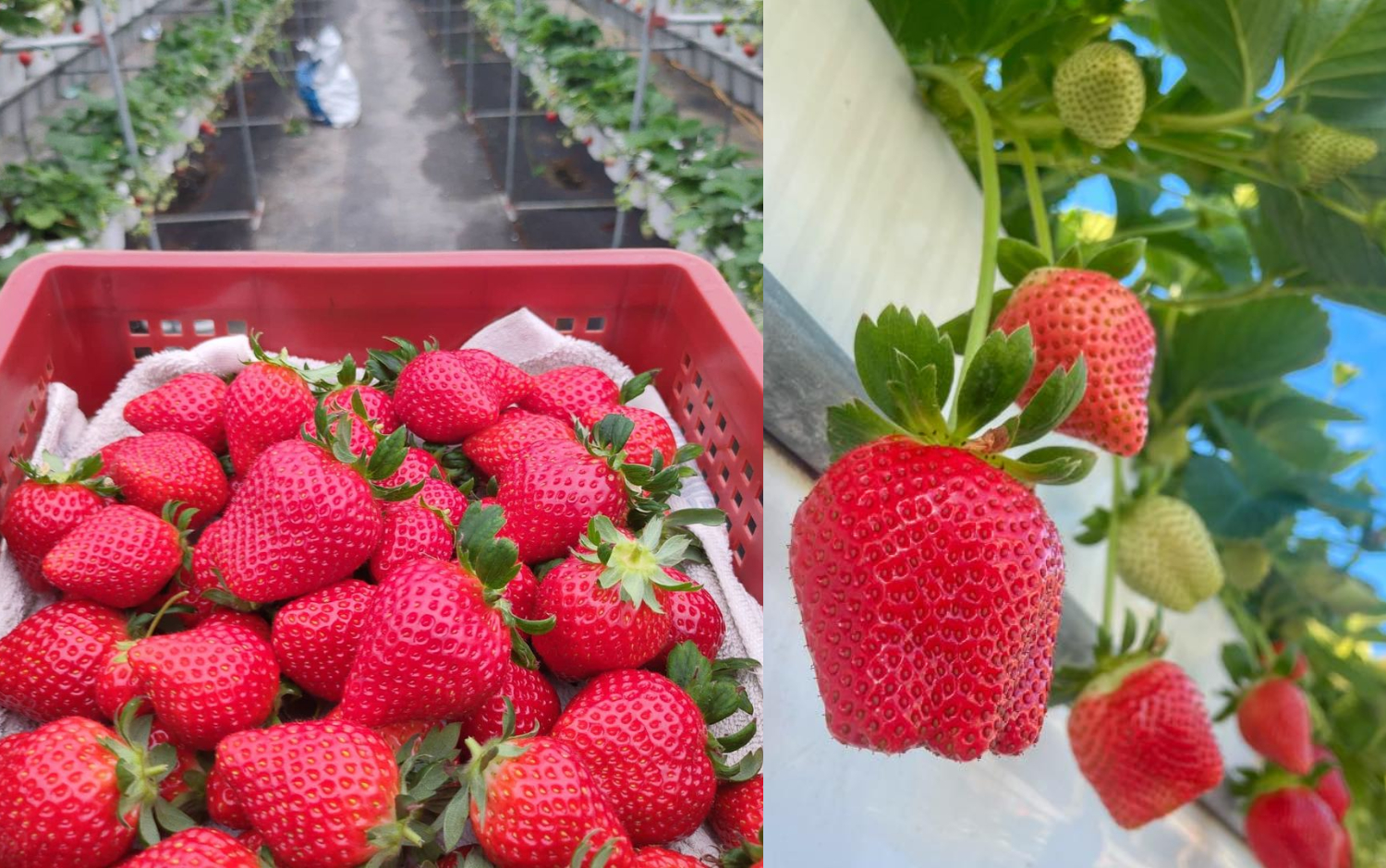 草莓控快筆記！春節走春就來去採草莓「全台採草莓地圖」一次看：地點、採收時間總整理一次看&hellip;