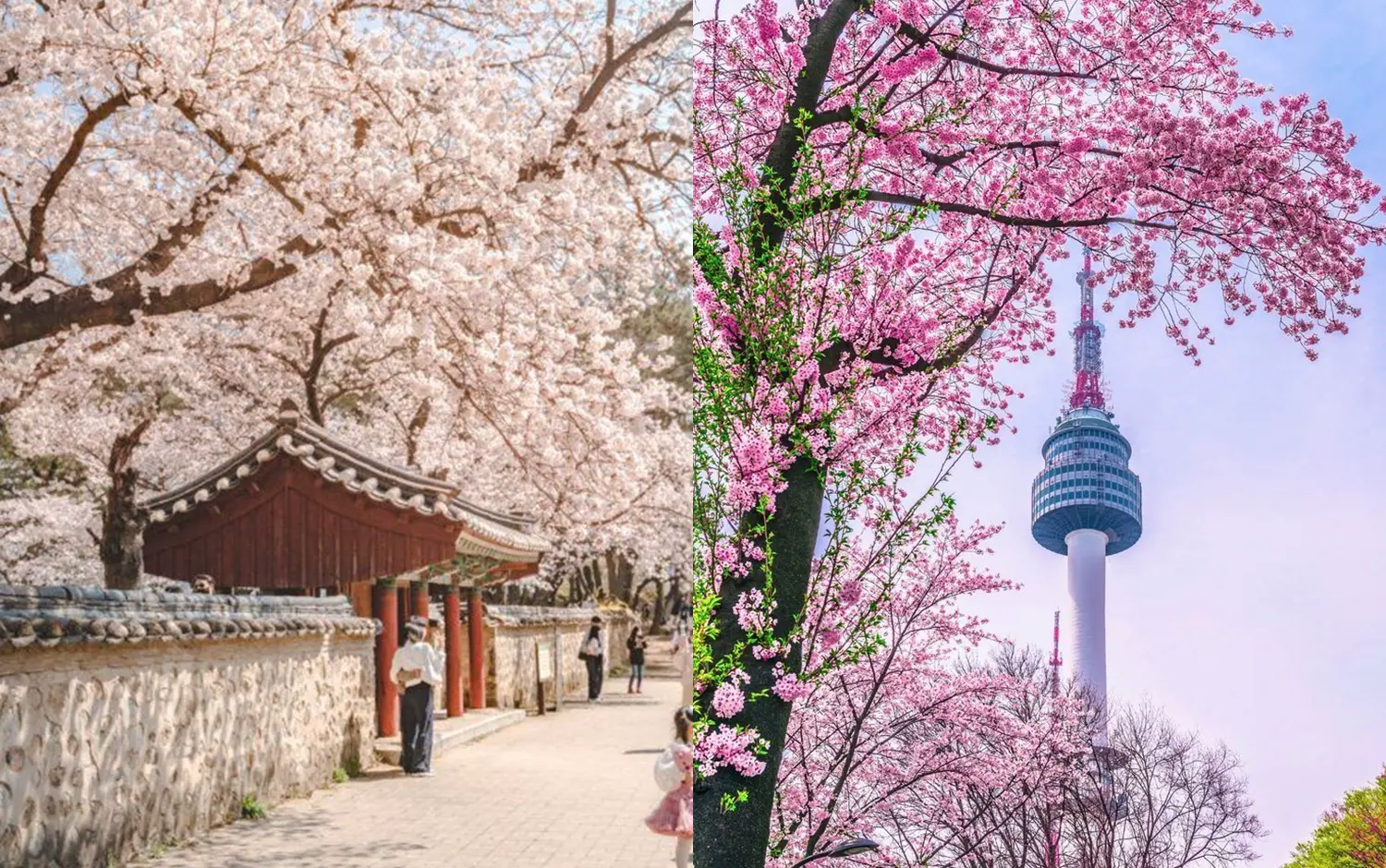 2026最新韓國櫻花花期預測出爐!賞櫻景點推薦:淡粉櫻花海、櫻花大道、穿越歷史古宮賞櫻…沉浸粉色浪漫秘境!