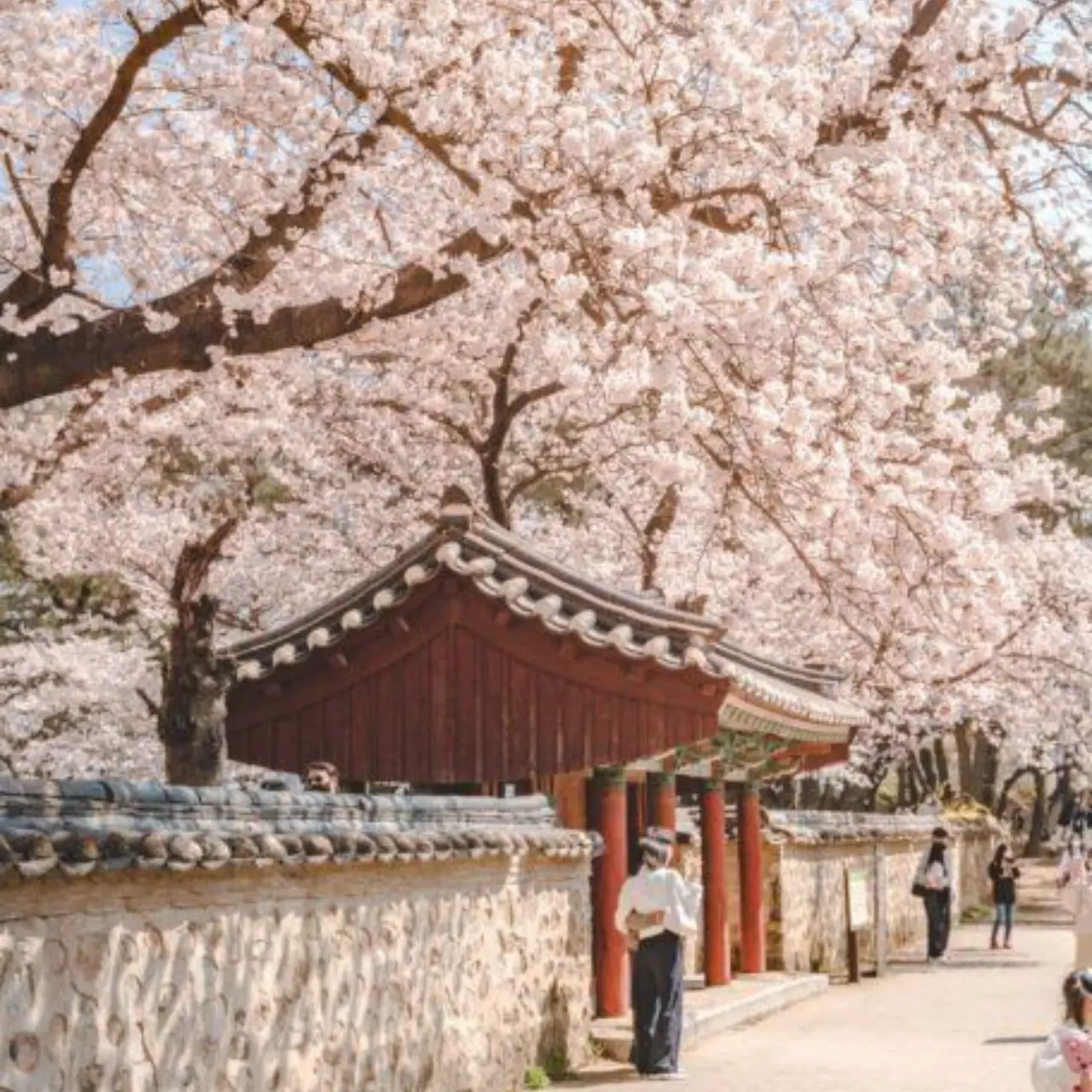 2026最新韓國櫻花花期預測出爐！賞櫻景點推薦：淡粉櫻花海、櫻花大道、穿越歷史古宮賞櫻&hellip;沉浸粉色浪漫秘境！