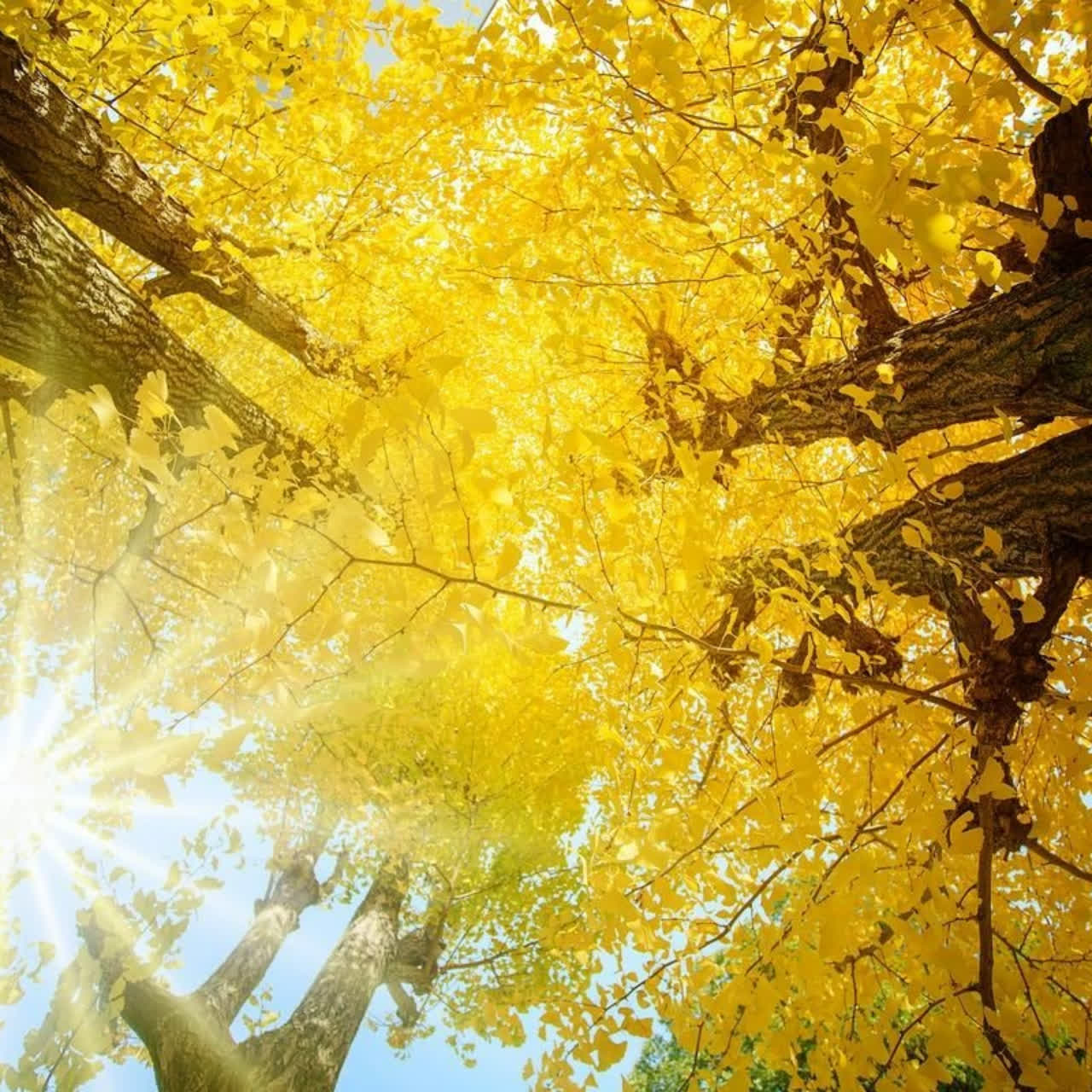 內行人才知道！2025京都秋日銀杏景點推薦