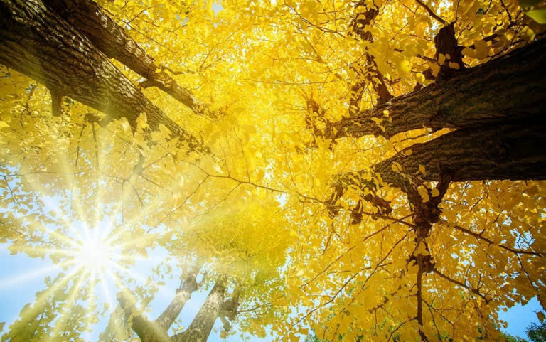 內行人才知道！2025京都秋日銀杏景點推薦